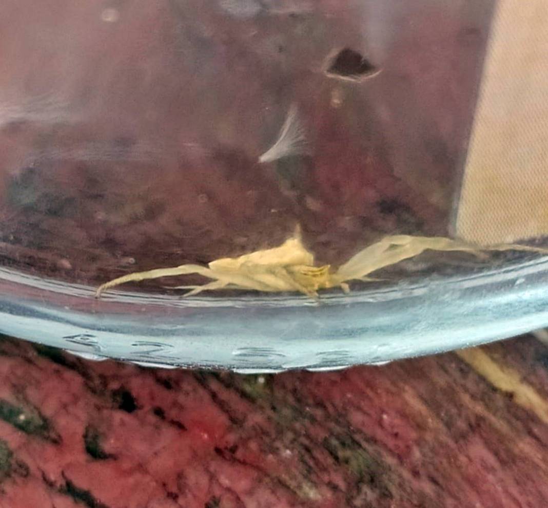 O kentte insan yüzlü örümcek paniği! Eve girerken yakalandı, kapı pencereyi sıkı sıkı kapatın 4